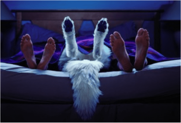 Dormir con la mascota ¿en la cama?